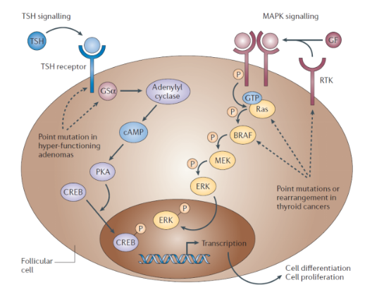 Tsh R TSHR Reporter Bioassay - Reporter Gene Assay Series - 苏州瑞特佰生物科技有限公司